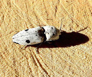 Elateridae: Hemirhipini: Cryptalaus engelhardi (Candèze, 1883)