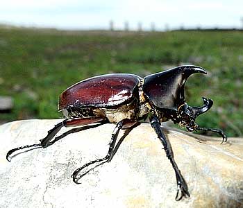 Scarabaeidae: Dynastinae: Xylotrupes sp.
