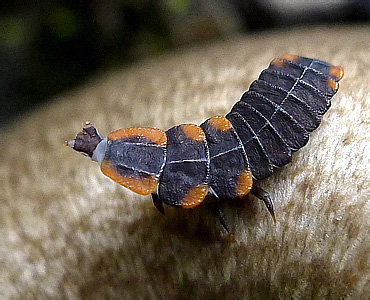 Lycidae: Lycidae gen. sp. (larva)