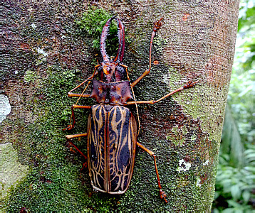 Cerambycidae: Macrodontia cervicornis (L., 1758)