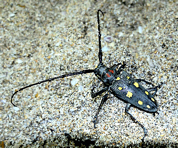 Cerambycidae: Batocerini: Batocera rubus (L., 1758)