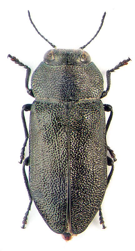 Anthaxia (Melanthaxia) reticulata Motsch.