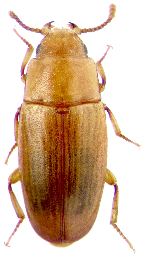 Antherophagus nigricornis F.