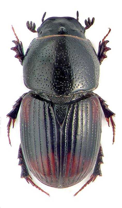 Aphodius (Otophorus) haemorrhoidalis (L.)