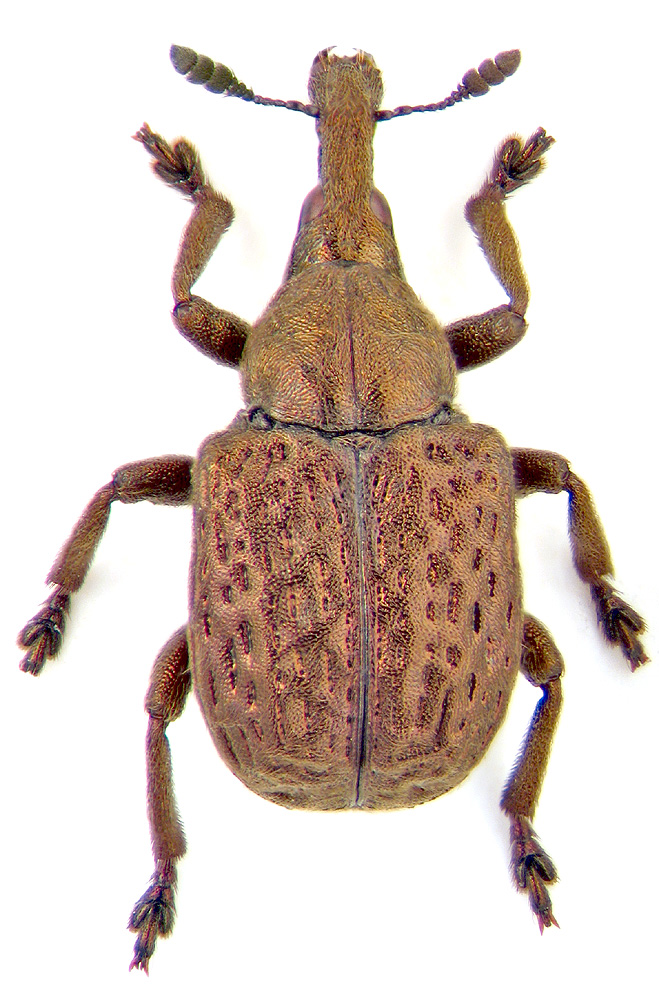 Byctiscus lacunipennis Jekel