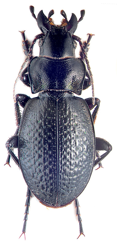 Carabus (Cratocechenus) jacobsoni Sem.