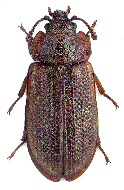 Grynocharis pubescens Er.