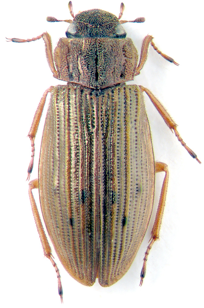 Helophorus sibiricus Motsch.