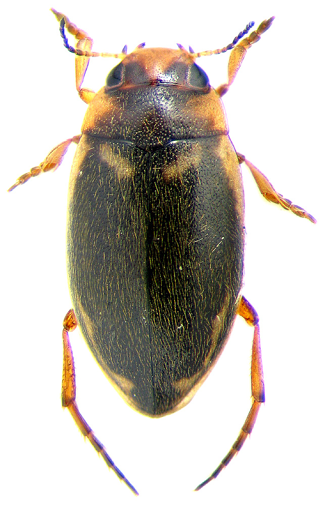 Hydroporus palustris L.