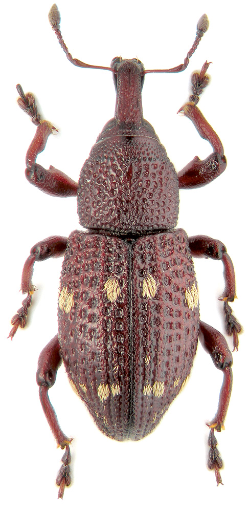 Hylobius verrucosus