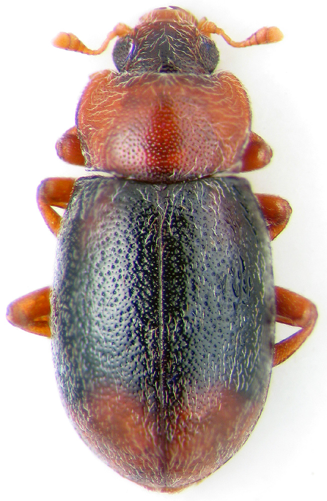 Lithophilus tauricus Sem.