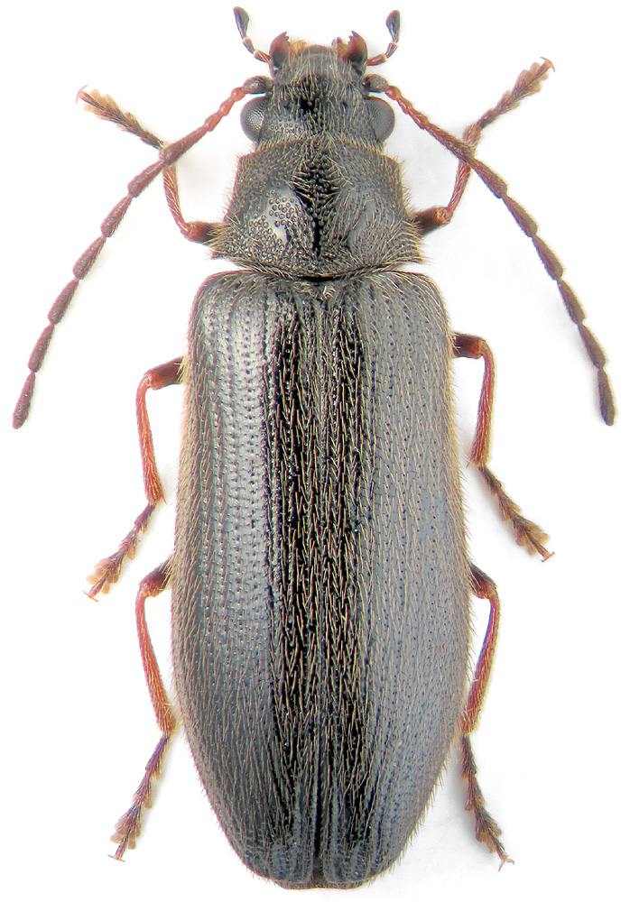 Macropogon pubescens Motsch.