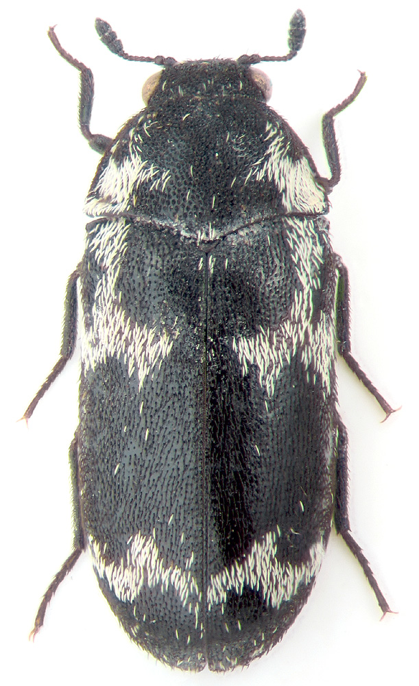 Megatoma undata ussuriensis Mroczk.