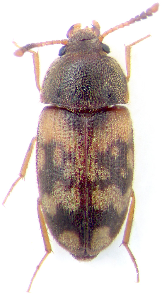 Mycetophagus infulatus Rtt.