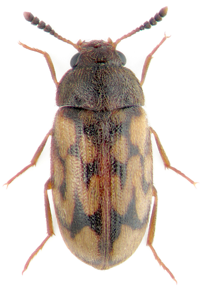 Mycetophagus undulatus Rtt.
