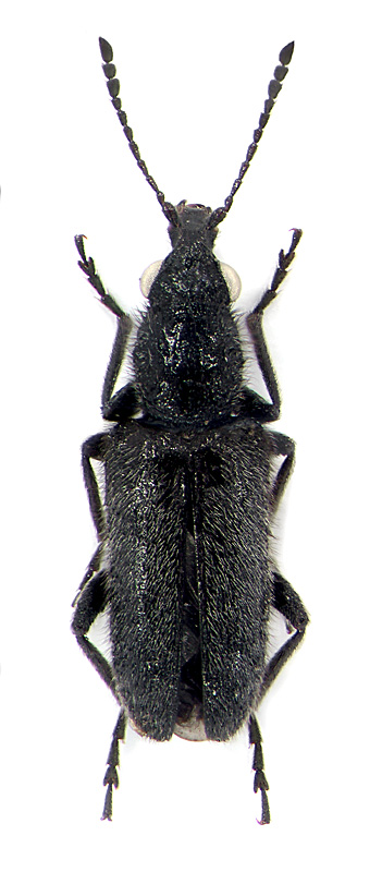 Nemonyx lepturoides (F.)