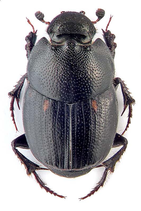 Onthophagus tricuspis Sem.