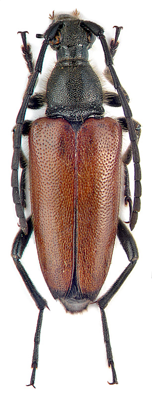 Stictoleptura (Paracorymbia) tonsa (J. Dan. et K. Dan.) M. Danilevsky det.