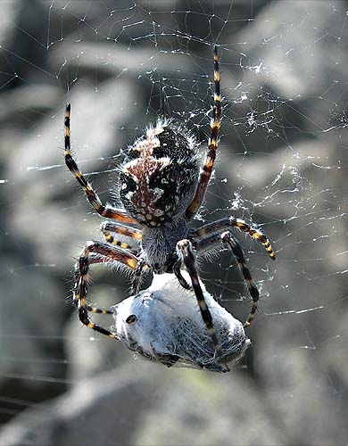 Garden spider, Baikal lake, 2025 m, 27-VII-2006