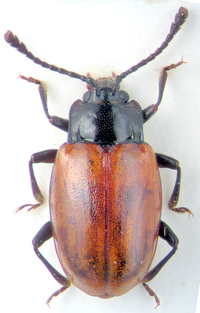 Phaeomychus rufipennis Gorh