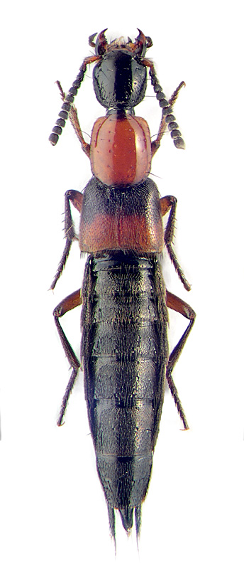 Philonthus tenuis (F.)