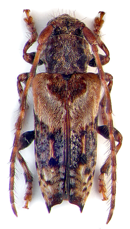 Pogonocherus (s. str.) hispidus (L.)