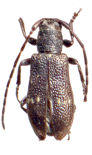 Pseudomesosella ussuriensis