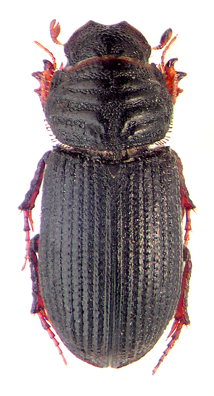 Rhyssemus germanus (L.)