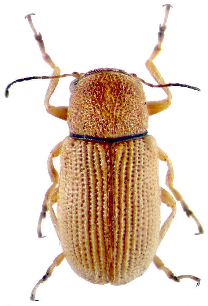 Stylosomus tamaricus