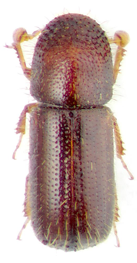 Taphrorynchus bicolor