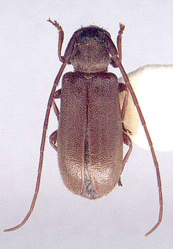 Terinaea atrofusca
