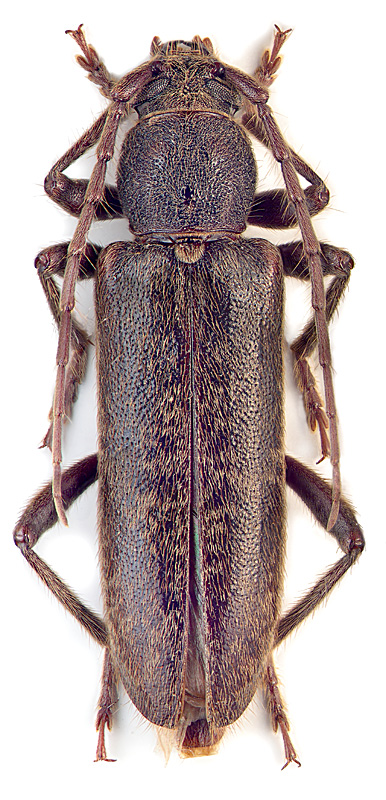 Trichoferus campestris (Fald.)