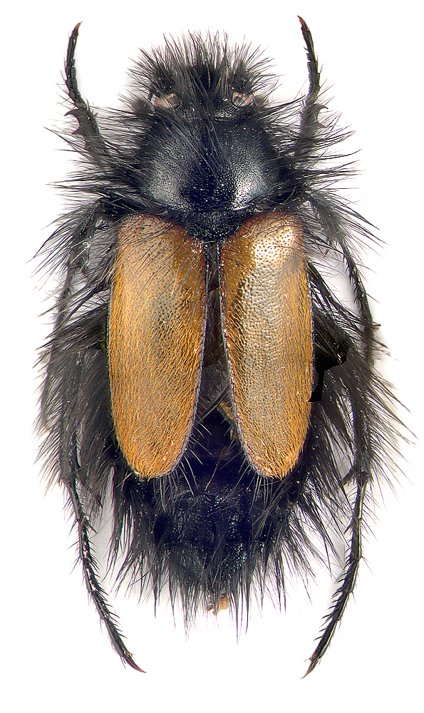 Amphicoma (Eulasia) bombyliformis Pallas, 1781