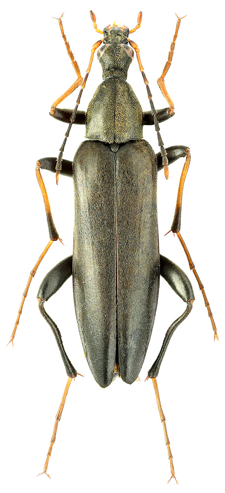 Cephaloon variabilis Motsch.