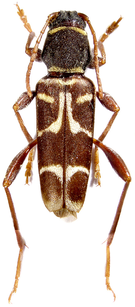  Xylotrechus clarinus 