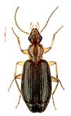 Dromius agilis (Fabricius, 1787) (Carabidae)