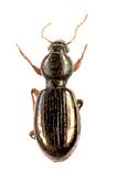 Miscodera arctica (Paykull, 1798) (Carabidae)
