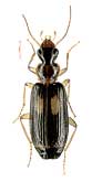 Dromius fenestratus (Fabricius, 1794) (Carabidae)
