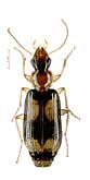 Dromius quadrimaculatus (Linnaeus, 1758) (Carabidae)