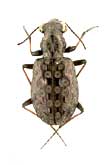 Elaphrus (Elaphrus) riparius (Linnaeus, 1758) (Carabidae)