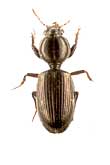 Dyschirius (Dyschirius) obscurus (Gyllenhal, 1827) (Carabidae)