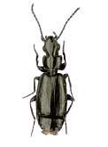 Microlestes maurus maurus (Sturm, 1827) (Carabidae)