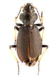 Craspedonotus tibialis Schaum, 1863  (Carabidae)