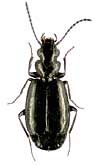 Microlestes minutulus (Goeze, 1777) (Carabidae)