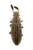 Orthocerus clavicornis (Linnaeus, 1758) (Zopheridae)