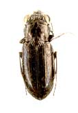 Notiophilus aestuans Dejean, 1826 (Carabidae)