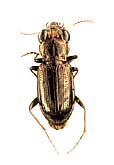 Notiophilus palustris (Duftschmid, 1812) (Carabidae)