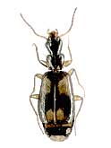 Calodromius spilotus (Illiger, 1798) (Carabidae)