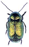 Cryptocephalus solivagus Leonardi & Sassi, 2001 (Chrysomelidae)