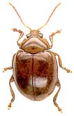 Sphaeroderma rubidum (Graells, 1858) (Chrysomelidae)